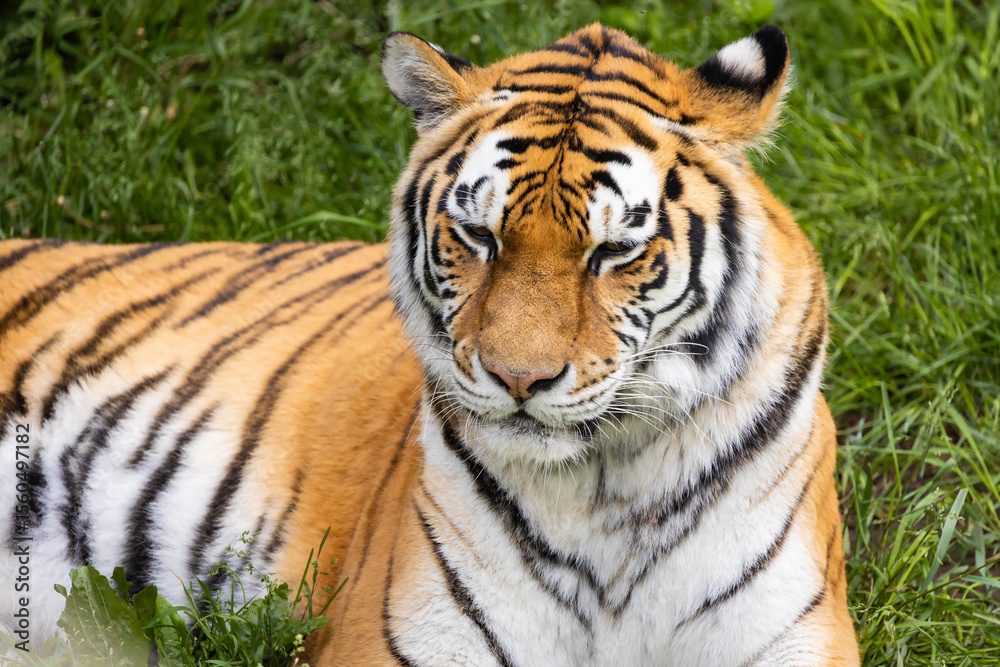 Fototapeta premium Close-Up Portrait of a Bengal Tiger