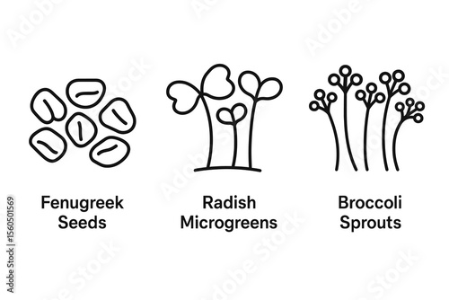 Line art illustrations of fenugreek seeds, radish microgreens, broccoli sprouts vector icon isolated illustration