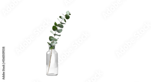 Elegant Eucalyptus Sprig in Glass Vase on Isolated Transparent Background