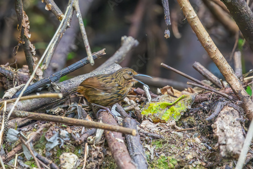 Long-billed wren-babbler (Napothera malacoptila) at Eaglenest Wildlife Sanctuary, Arunachal Pradesh, India.