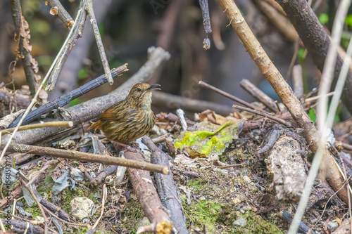 Long-billed wren-babbler (Napothera malacoptila) at Eaglenest Wildlife Sanctuary, Arunachal Pradesh, India.
