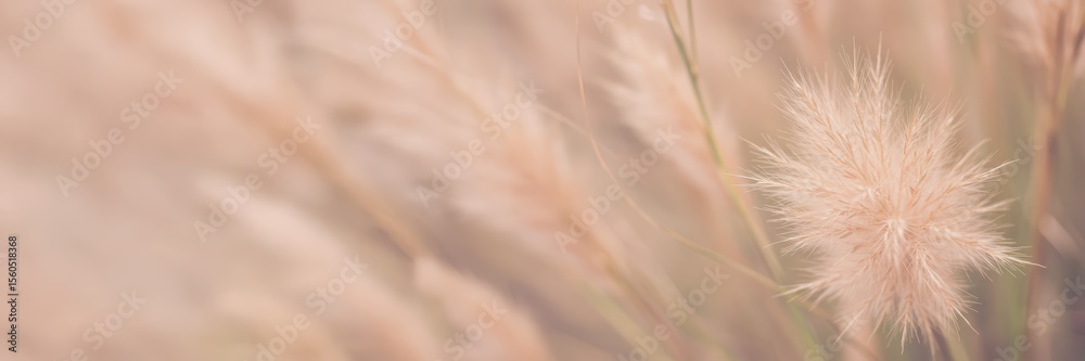 Obraz premium Fluffy pampas grass plumes swaying in golden sunlight at sunset, natural prairie plant outdoors. Beautiful abstract botanical shot for tranquil decor, wallpaper or nature background. 