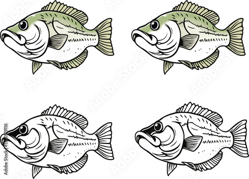 American fish vector, Fish illustration