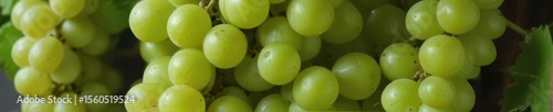 Cluster of vibrant green grapes on a verdant background, juicy, nature, green background
