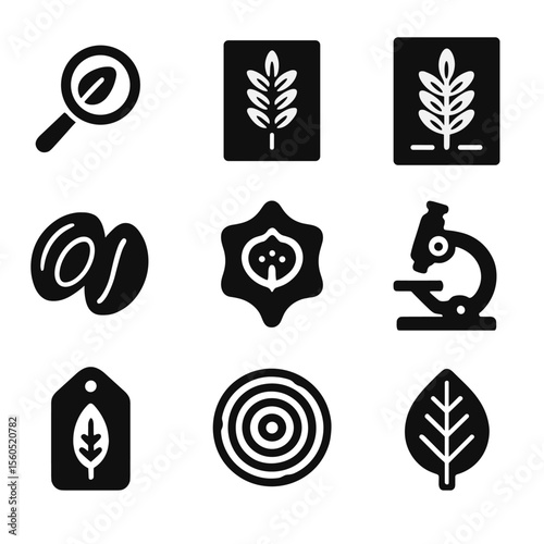 Acacia Study Icons. Solid, filled icon set of botanical studies of acacia: magnifying glass on leaf, pressed leaf, labeled