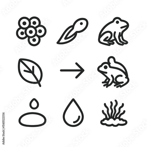 Amphibian Life Cycle Icons. Outline icon set of amphibian life cycle: frog egg cluster, tadpole, metamorphosis arrow, froglet,
