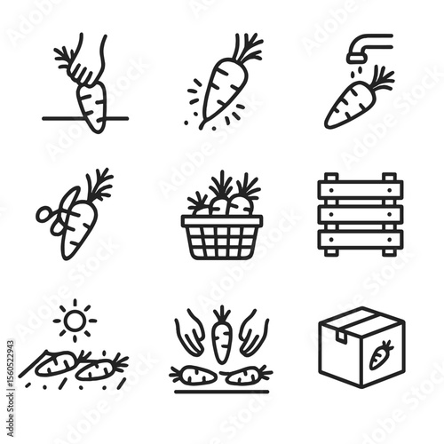 Carrot Harvest Icons. Outline icon set of Carrot Harvesting Steps: uprooting carrot, shaking off soil, washing root, trimming