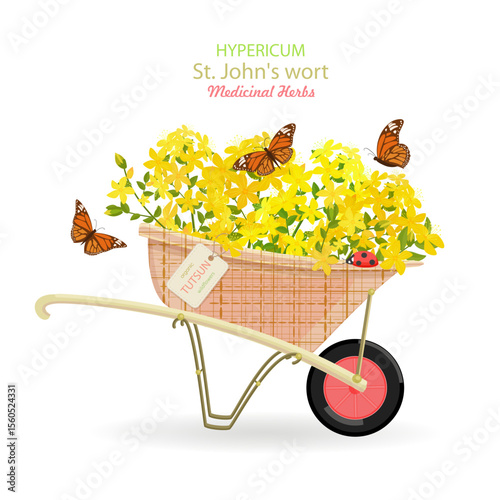 banner with a wheelbarrow of blooming tutsan flowers. card with Hypericum perforatum wildflowers in a cart with hang tag. medicinal herbal St. John's wort in barrow with craft paper tag label
