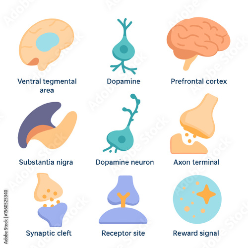 Dopaminergic Pathway Icons. Isometric Flat icon set of Dopaminergic Pathways: ventral tegmental area, nucleus accumbens,