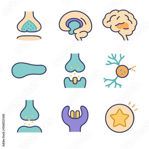 Dopaminergic Pathway Icons. Isometric Flat icon set of Dopaminergic Pathways: ventral tegmental area, nucleus accumbens,