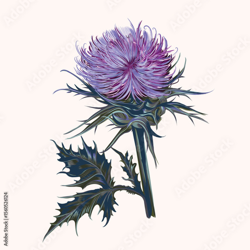 Illustration of vector realistic hand drawn Scottish thistle isolated