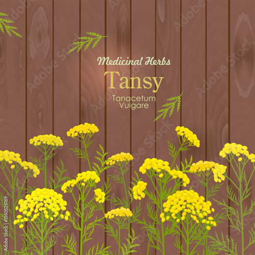 square banner with blooming Tanacetum vulgare flowers. card with tansy wildflowers on wooden background. medicinal herbal bitter buttons.