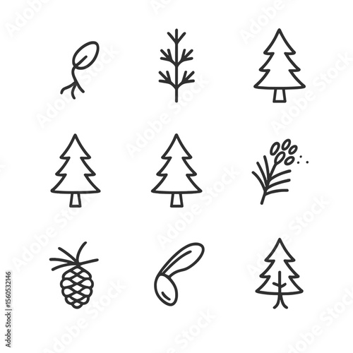 Pine Tree Lifecycle Icons. Outline icon set of pine tree lifecycle stages: seed germination, pine seedling, juvenile pine, sapling