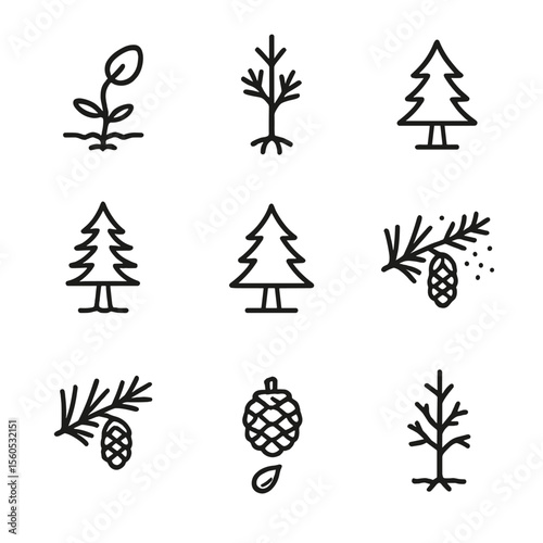 Pine Tree Lifecycle Icons. Outline icon set of pine tree lifecycle stages: seed germination, pine seedling, juvenile pine, sapling