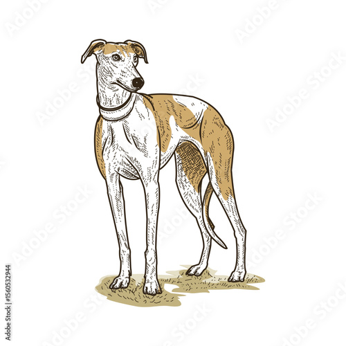 Greyhound Standing Tall