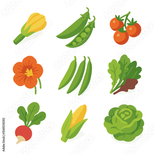 Garden Produce Icons. Isometric Flat icon set of cottage garden produce: zucchini blossom, pea pods, cherry tomatoes, edible