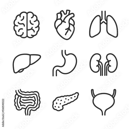 Vital Organs Icons. Outline icon set of vital internal organs: brain, heart, lungs, liver, stomach, kidneys, intestines, pancreas,