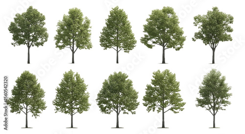 Isolated Alnus Rubra (Red Alder) - Perfectly Cutout Street Trees
