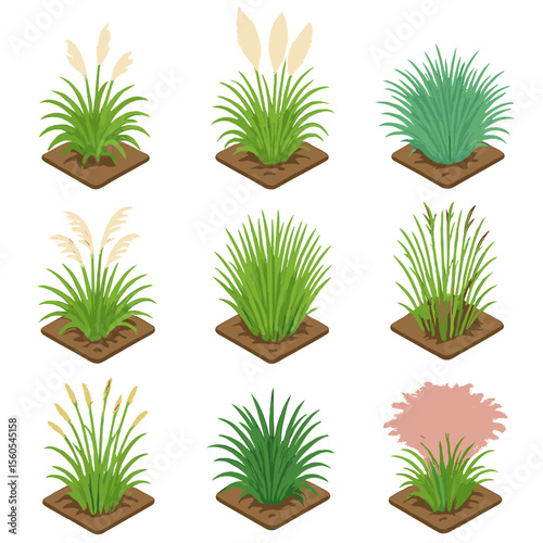 Ornamental Grasses Icons. Isometric Flat icon set of ornamental grasses in garden design: fountain grass, pampas plume, blue oat