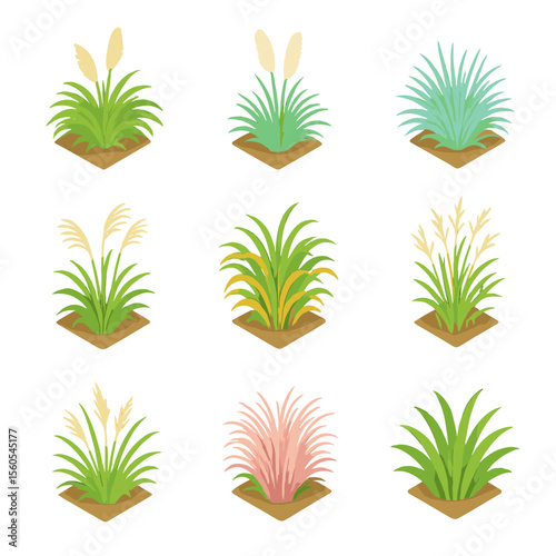 Ornamental Grasses Icons. Isometric Flat icon set of ornamental grasses in garden design: fountain grass, pampas plume, blue oat