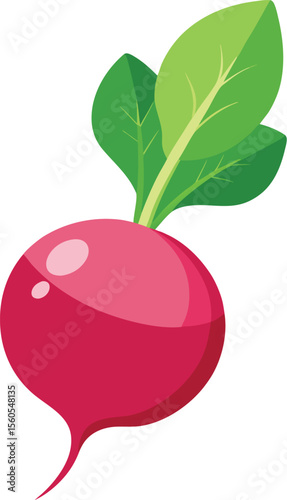 Fresh red radish illustration with a clean white background