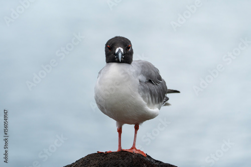 Swallow-tailed gull, Creagrus furcatus in Galapagos, front view photo