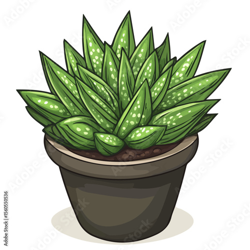 Haworthia, flat 2D isometric cartoon vector image isolated on white background.