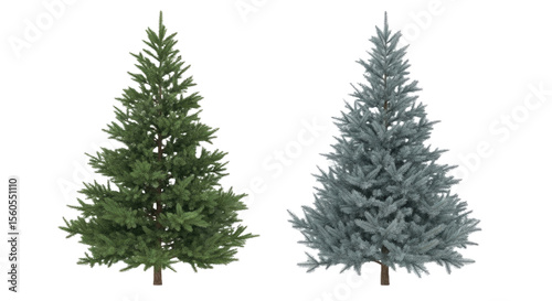 Isolated Picea Abies & Colorado Blue Spruce - Needle Tree Cutout