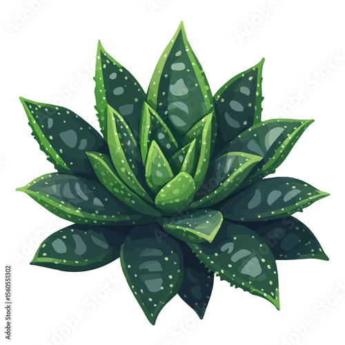Haworthia, flat 2D isometric cartoon vector image isolated on white background.