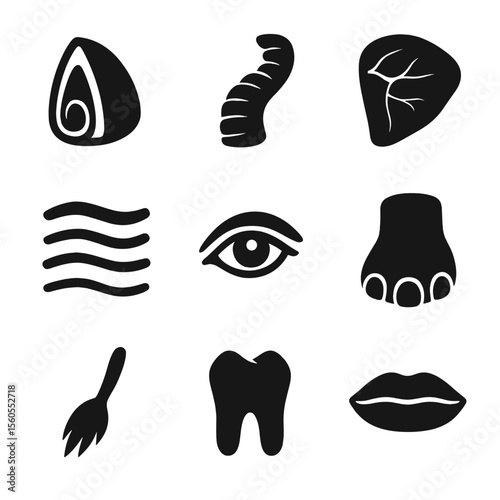 Elephant Anatomy Icons. Solid, filled icon set of elephant anatomy details: tusk cross-section, trunk detail, ear veins, skin