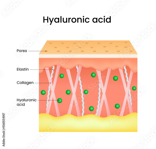 Hyaluronic Acid in Skin Layers Anatomy and Function