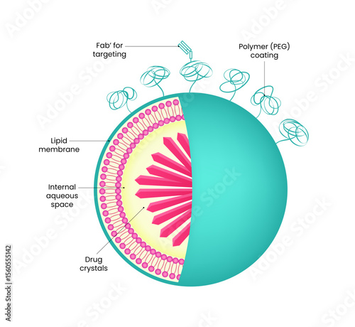 Schematic representation of conventional liposome and sterically stabilized PEG liposome