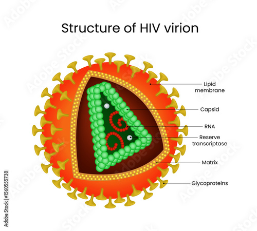 HIV Virion Structure Detailed View