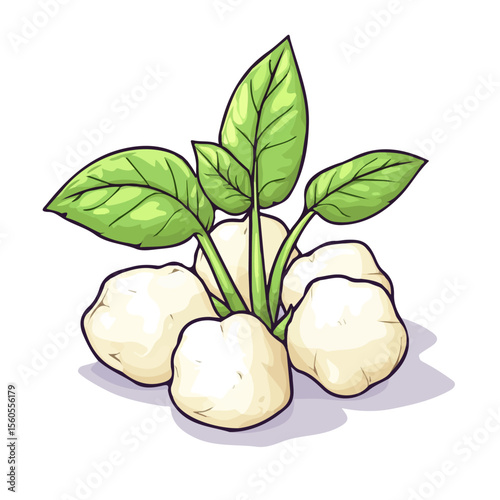 Marshmallow Root, vector graphic, 2D flat isometric cartoon illustration on white background.
