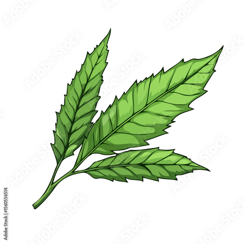Neem Leaf, 2D isometric flat cartoon vector illustration isolated on white background.