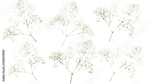 delicate clusters of small white baby breath flower isolated on white background PNG, AI GENERATED