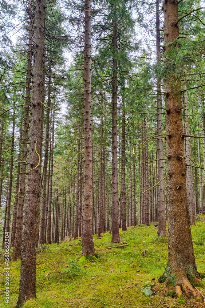 Fototapeta premium Tranquil Evergreen Forest Scene with Tall Pine Trees in a Lush Green Landscape