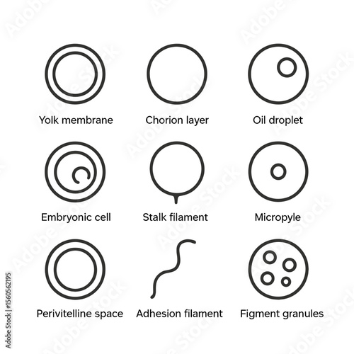 Fish Egg Anatomy Icons. Outline icon set of fish egg anatomy: yolk membrane, chorion layer, oil droplet, embryonic cell, stalk