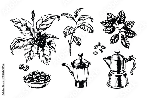 Coffee Vector Engraving Set. Detailed Illustrations of Coffee Plant, Beans, and Brewing Equipment. Vintage Stipple Style