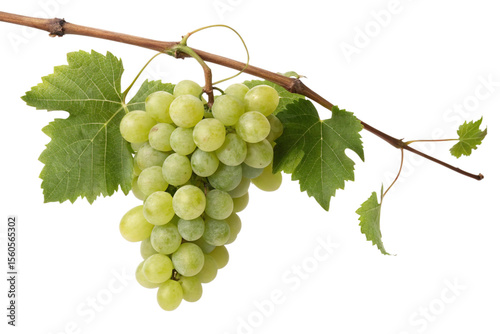 Green Grape Vine with Leaves and Tendrils Isolated on Transparent Background