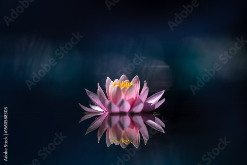 Lotus flower or Water lily reflecting on the water with dark and blur bokeh background