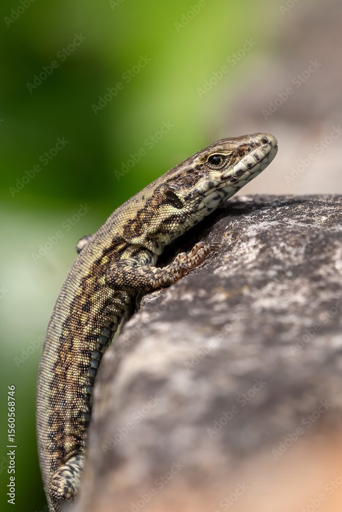 Naklejka premium A climbing wall lizard