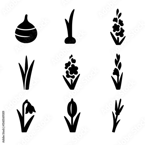 Gladiolus Growth Icons. Solid, filled icon set of gladiolus plant stages: gladiolus bulb, sprouting bulb, young shoot, leafy stem,