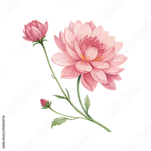 pink carnation flower