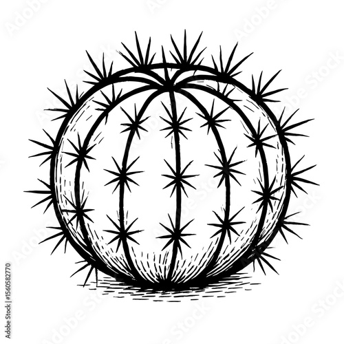 Hand Drawn Detailed Barrel Cactus Botanical Illustration Desert Plant
