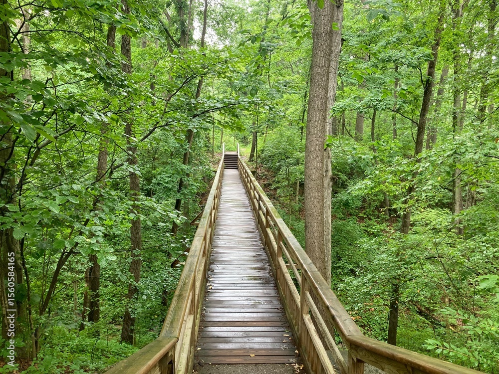 Fototapeta premium wooden bridge in the forest
