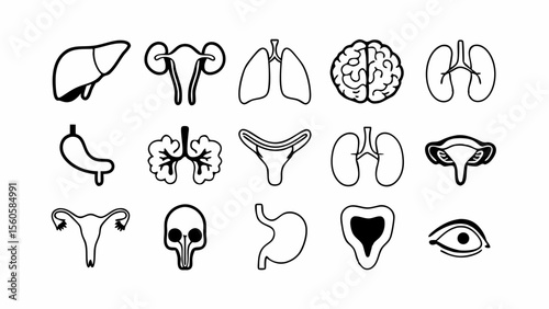 Collection of simplified black and white line art icons representing human organs