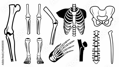 Collection of human skeletal system parts and bones in black and white illustration