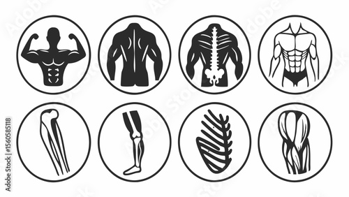 Collection of stylized human anatomy icons showcasing muscles bones and skeletons