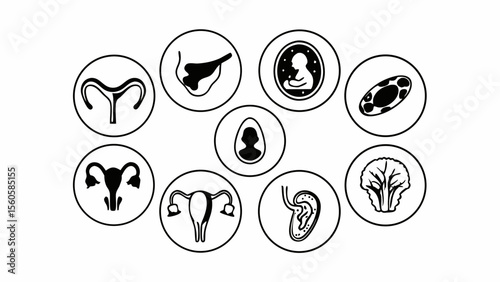 Collection of icons representing female reproductive system organs and fetal development